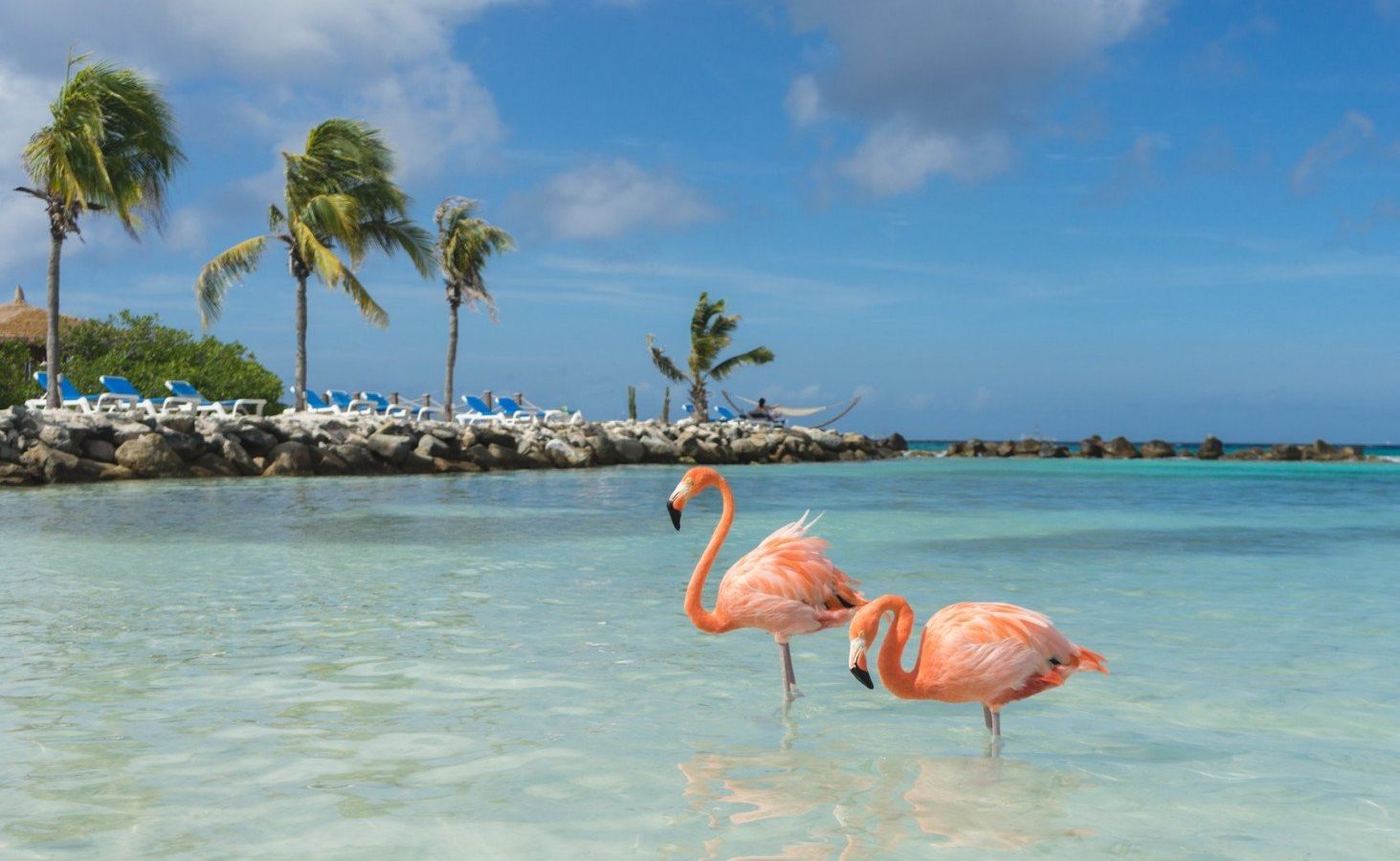 Paquete turístico, Aruba, Vola.