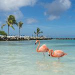 Paquete turístico, Aruba, Vola.