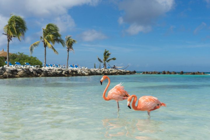 Paquete turístico, Aruba, Vola.