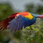 Paquete turístico, Costa Rica, Vola.