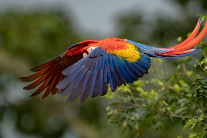 Paquete turístico, Costa Rica, Vola.