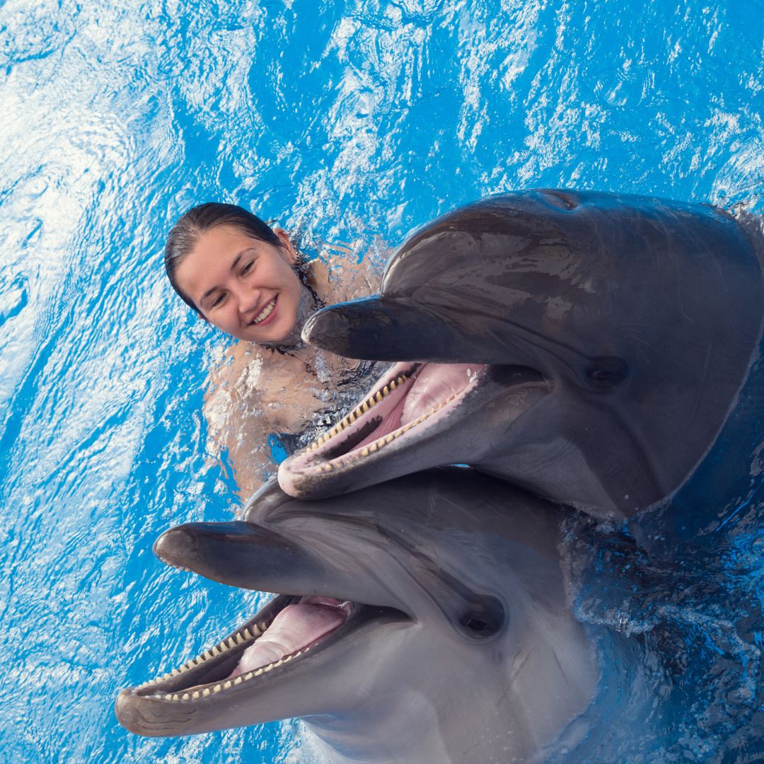 Dolphin Encounter: + Rayas + Tiburones