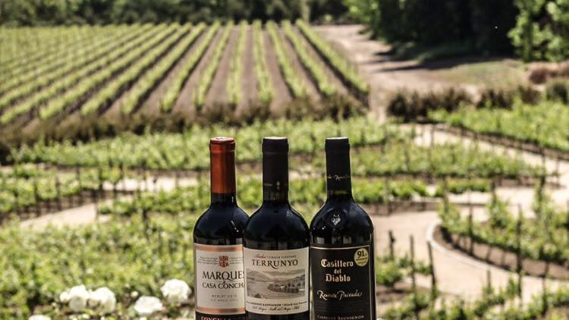 TOUR VIÑA CONCHA Y TORO